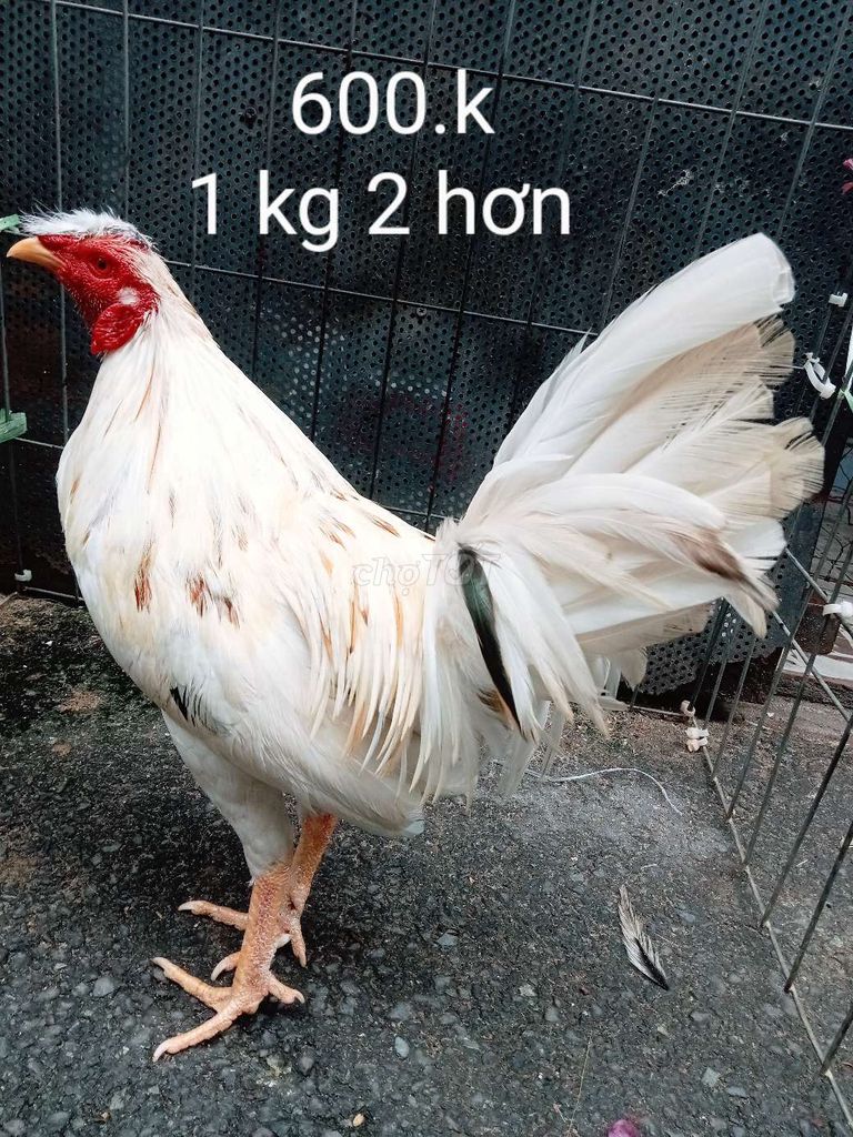 Bướn zin trạng tren 1 kg 2 nha ae