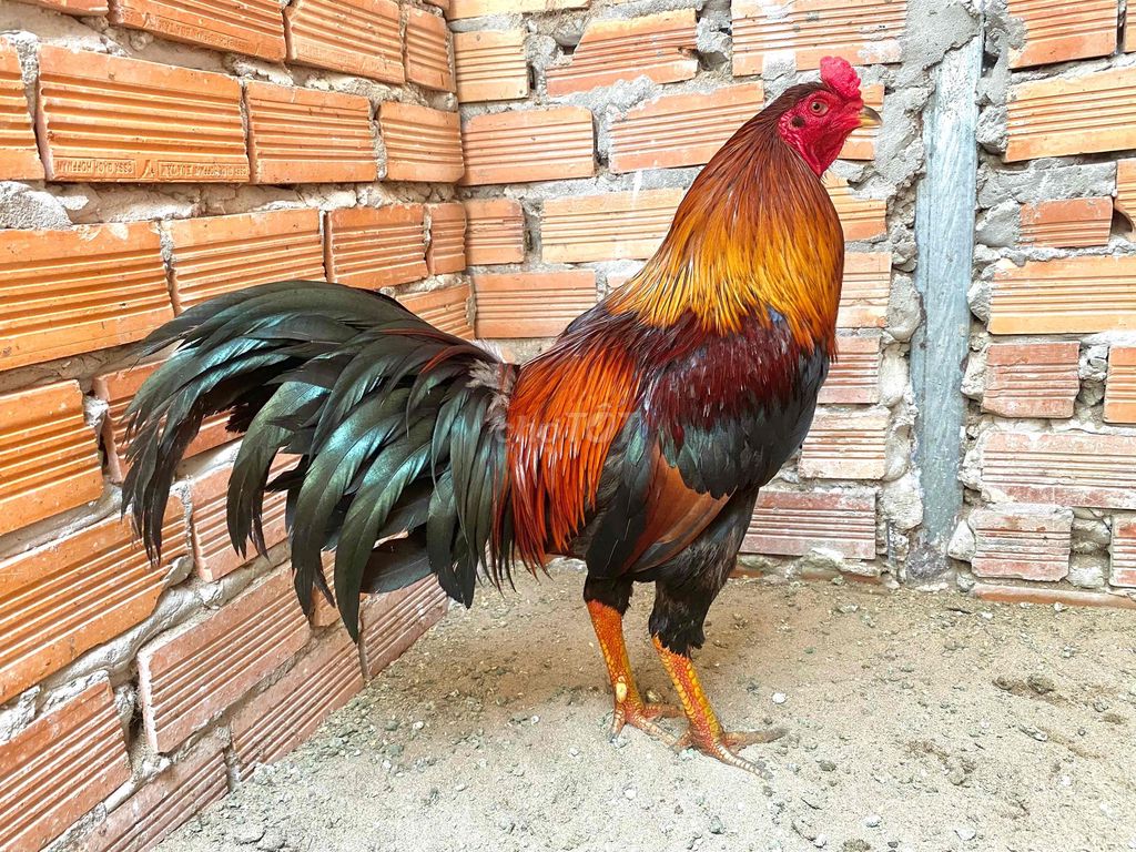 xanh phá đuôi. Mua bán Gà tại Huyện Phong Điền Cần Thơ được đăng bởi mê gà nồi hình 1