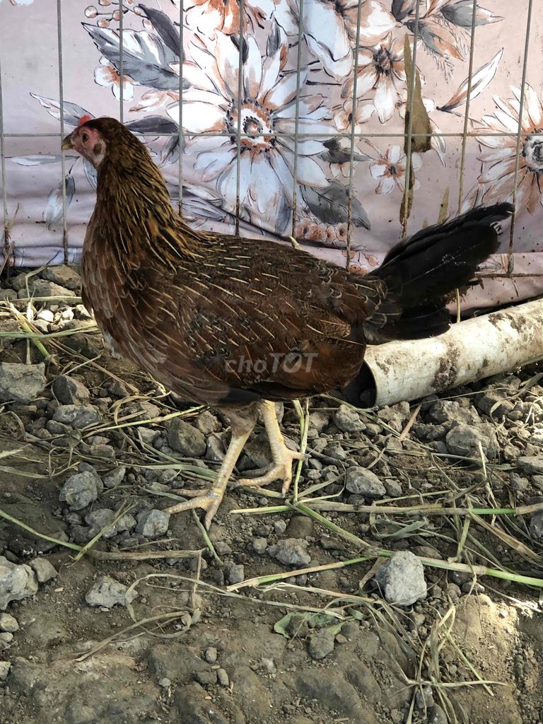 Gà mái tre Nâu nhỏ Cái làm cảnh/giống. Mua bán Gà tại Huyện Bình Chánh Tp Hồ Chí Minh được đăng bởi Trần Minh Đức hình 1
