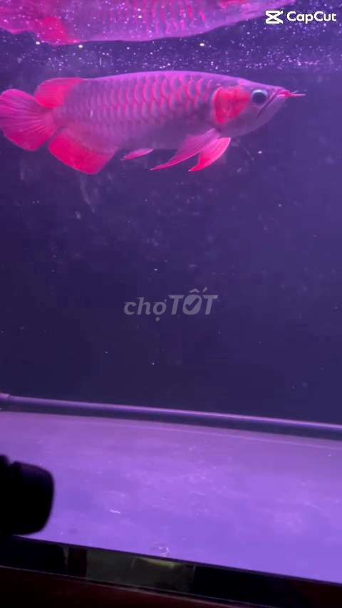 Huyết long. Mua bán Thú cưng khác tại Huyện Củ Chi Tp Hồ Chí Minh được đăng bởi Tên chưa cung cấp hình 2