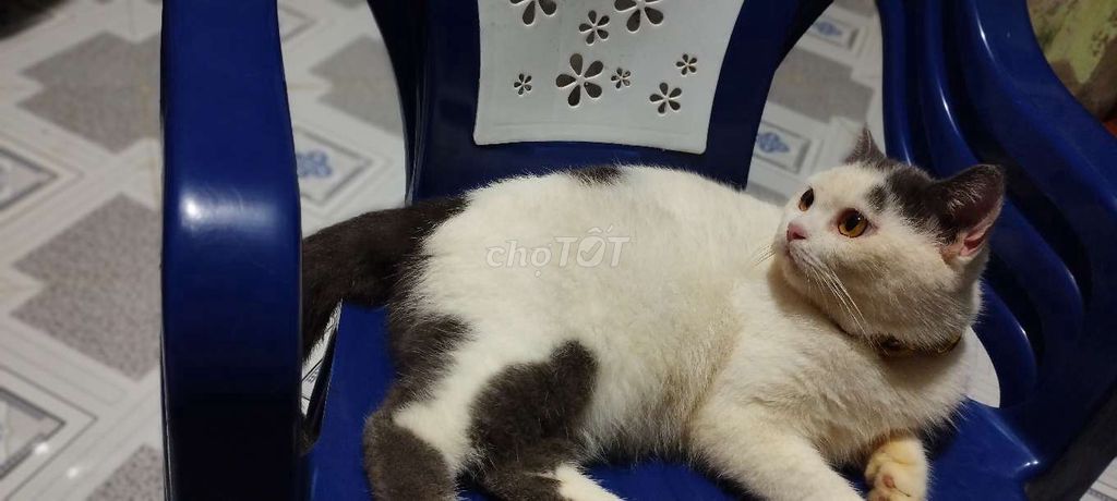 Mèo Anh lông ngắn cái bicolor mũi hồng. Mua bán Mèo tại Huyện Mỏ Cày Nam Bến Tre được đăng bởi An Hoàng hình 1