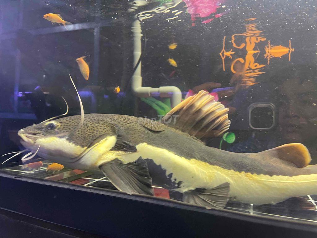 Hồng vĩ size 60cm