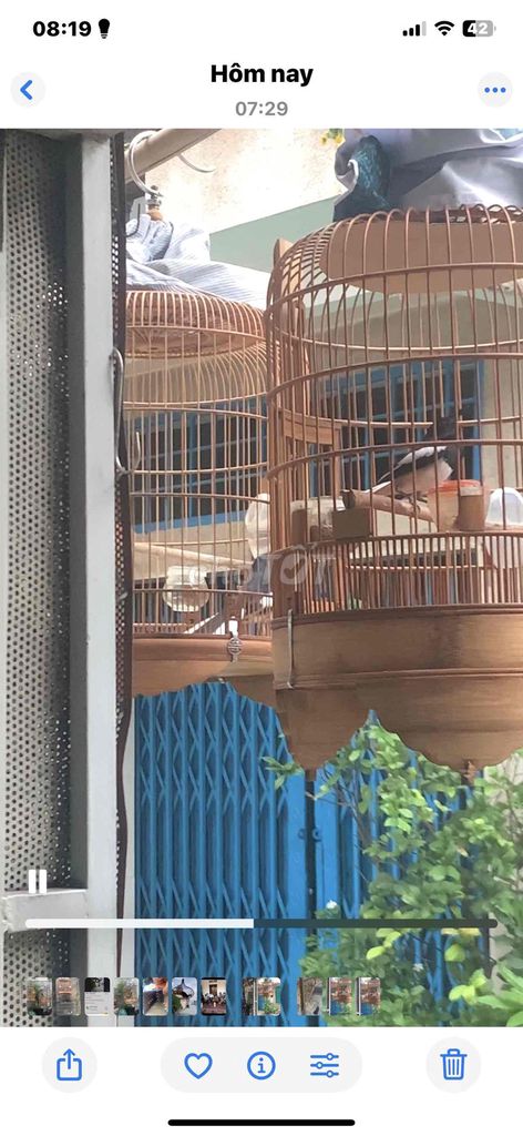 Lồng chim gỗ màu nâu. Mua bán Phụ kiện, Thức ăn, Dịch vụ tại Quận 10 Tp Hồ Chí Minh được đăng bởi Chim cảnh Trường Sinh Nguyễn chuyên chào mào  hình 1