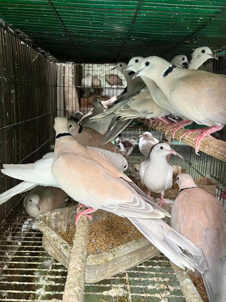 chim cu pháp nhật. Mua bán Chim tại Quận Phú Nhuận Tp Hồ Chí Minh được đăng bởi Alex Tran hình 1