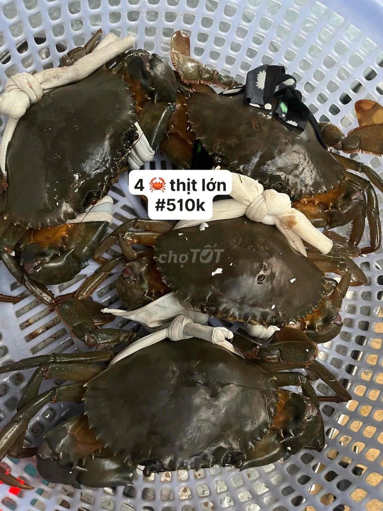 Cua gạch Cà Mau 2-3 con/kg. Mua bán Đồ ăn, thực phẩm và các loại khác tại Quận Bình Tân Tp Hồ Chí Minh được đăng bởi ĐẶC SẢN CÀ MAU  hình 1