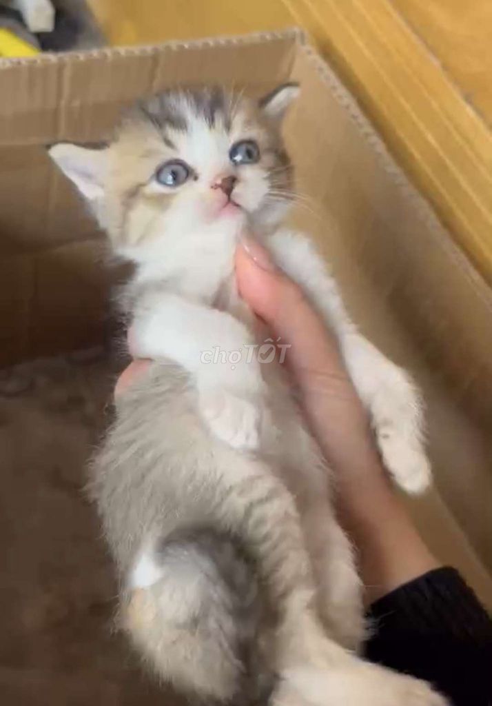 Mèo ALN 2 tháng. Mua bán Mèo tại Quận Nam Từ Liêm Hà Nội được đăng bởi Hoàng hình 1