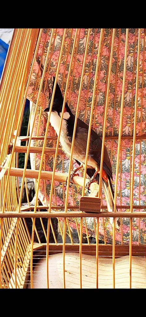 Chim chào mào trống 3 mùa Thuần. Mua bán Chim tại Huyện Nhà Bè Tp Hồ Chí Minh được đăng bởi Mê Chim sài gòn hình 1