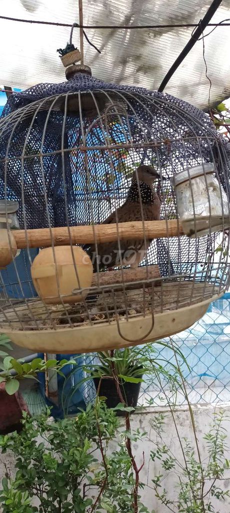 Chim cu gáy Cái vân rồng. Mua bán Chim tại Thành phố Thủ Đức Tp Hồ Chí Minh được đăng bởi Phạm Trường hình 1