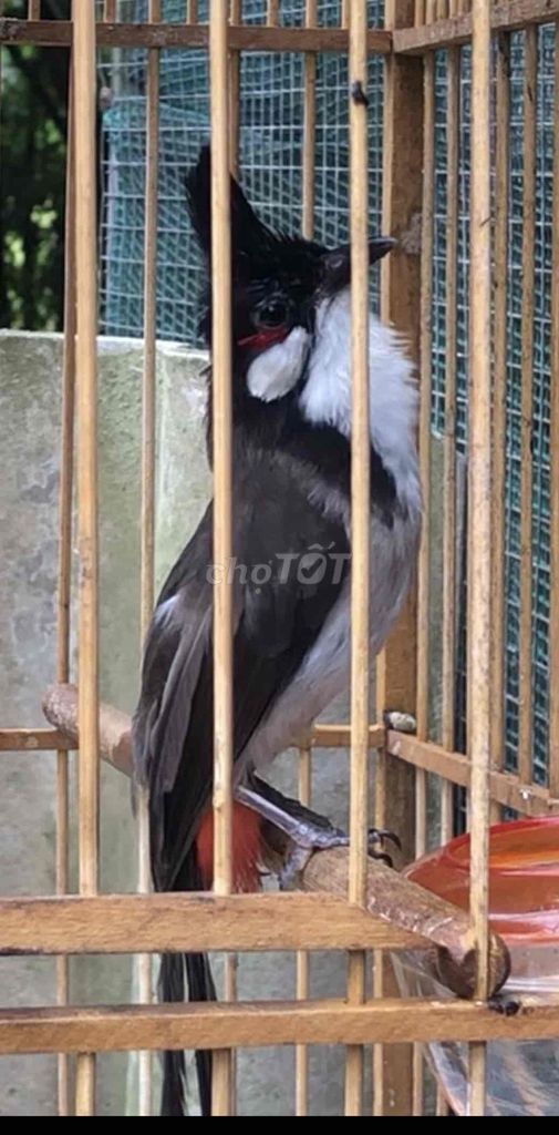 Chim chào mào già. Mua bán Chim tại Huyện Quảng Điền Thừa Thiên Huế được đăng bởi Nguyên  hình 1