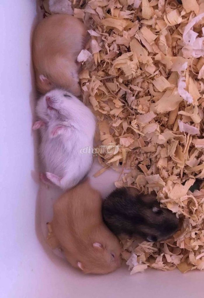 Chuột Hamster Baby nhiều màu. Mua bán Thú cưng khác tại Quận Đống Đa Hà Nội được đăng bởi Yến Yến hình 1