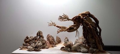 Layout thô bonsai ôm đá cho bể 533
