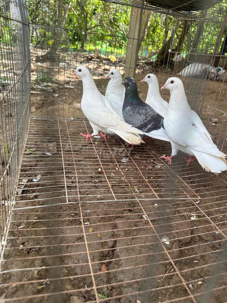 Chim bồ câu Trắng Đen 2 cặp. Mua bán Chim tại Huyện Long Hồ Vĩnh Long được đăng bởi Tú Xuyên hình 1