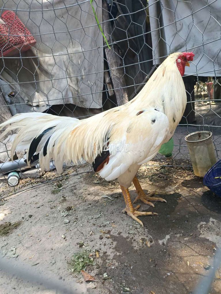 Gà cựa trắng 2.9kg . Mua bán Gà tại Thị xã Phú Mỹ Bà Rịa - Vũng Tàu được đăng bởi Tran Hoang hình 1