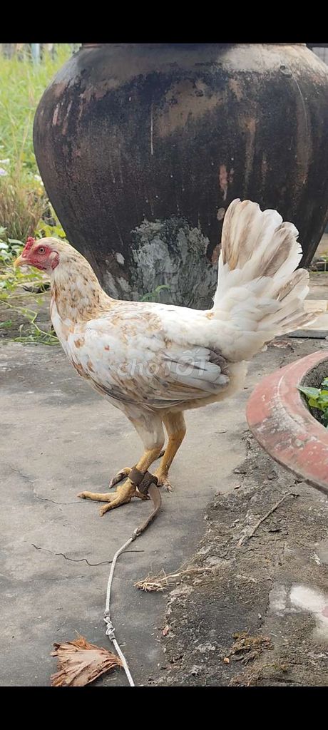 Gà mái Thái Mỹ tơ 2.4kg #28. Mua bán Gà tại Huyện Châu Thành Long An được đăng bởi Phuc Ga My hình 1