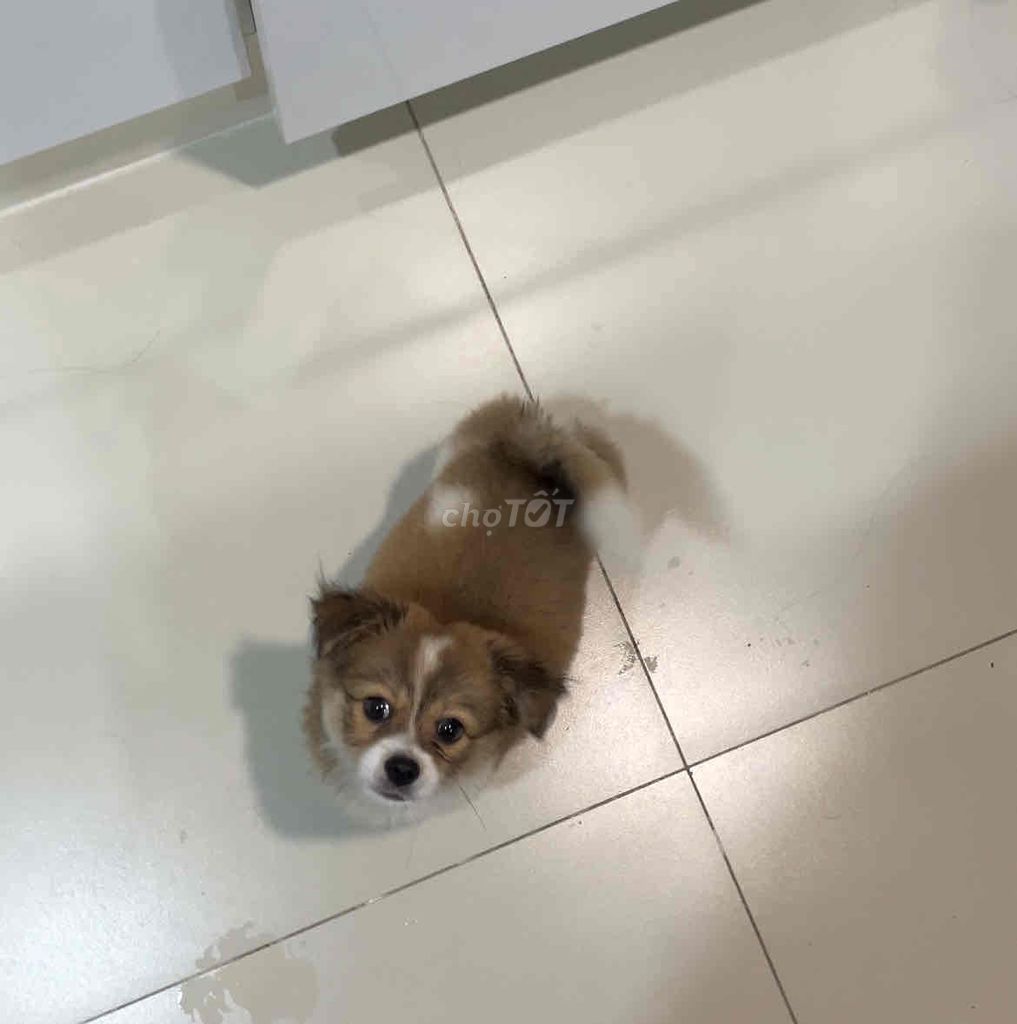 Phốc sóc 3 tháng tuổi (đực). Mua bán Chó tại Huyện Vĩnh Cửu Đồng Nai được đăng bởi Zeusia hình 1