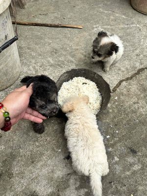 poodle lai nhật. Mua bán Chó tại Huyện Yên Định Thanh Hóa được đăng bởi Anh linh