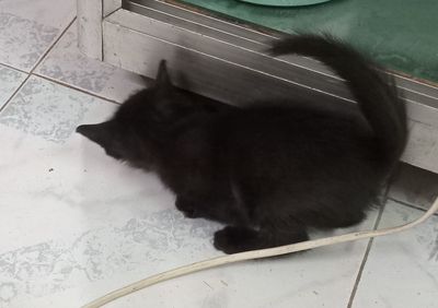 Mèo mun, gần 2 tháng tuổi. đen tuyệt đối. Mua bán Mèo tại Huyện Thường Tín Hà Nội được đăng bởi Chú Lê