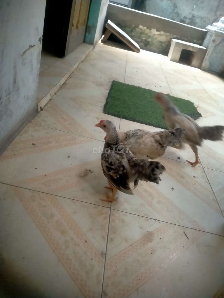Gà tre trống cú vàng hơn 2 tháng. Mua bán Gà tại Thành phố Trà Vinh Trà Vinh được đăng bởi Ducthang Nguyen hình 1
