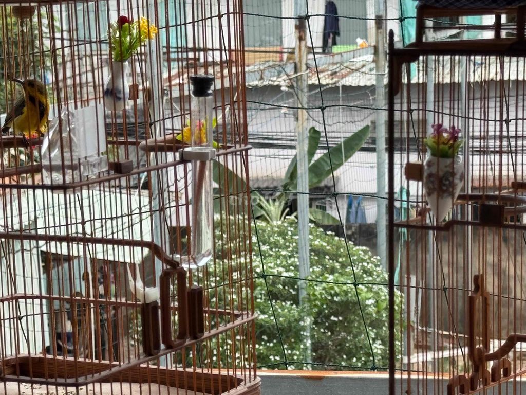 Chim Hút mật họng đen Thuần dạn lồng. Mua bán Chim tại Thành phố Thủ Đức Tp Hồ Chí Minh được đăng bởi Minh hình 1