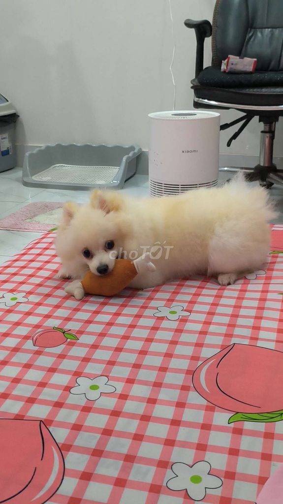 Chó Phốc Sóc Đực Trắng Kem Đã Tiêm Ngừa. Mua bán Chó tại Quận 8 Tp Hồ Chí Minh được đăng bởi Lan Anh Hà hình 1