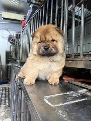 Chow Chow Thuần Chủng