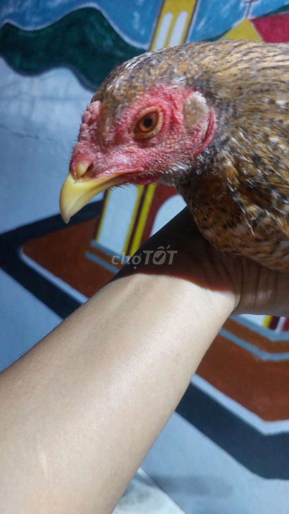 Gà mái Asil Mỹ cú 5 tháng. Mua bán Gà tại Quận 8 Tp Hồ Chí Minh được đăng bởi Anh Khang hình 1