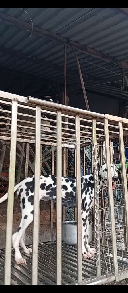 Chó Đốm làm giống 6 tháng Cái,nhìn rất đẹp. Mua bán Chó tại Huyện Củ Chi Tp Hồ Chí Minh được đăng bởi Nguyễn Huy hình 1