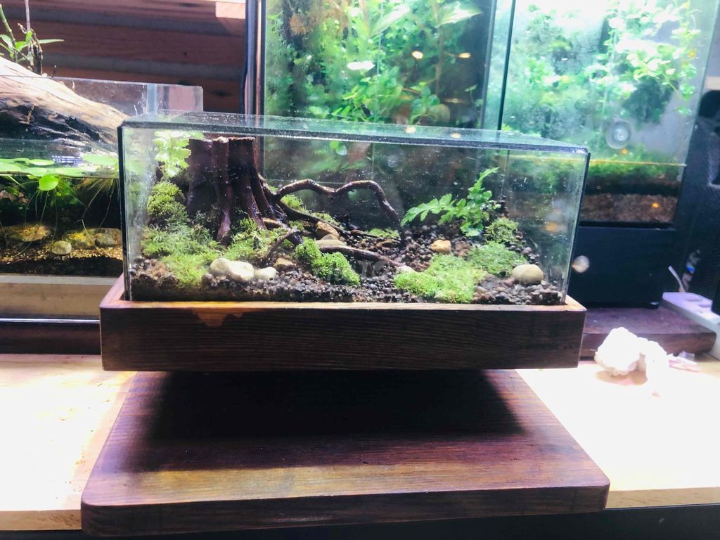 Thanh lý hồ terra tiểu cảnh trang trí. Mua bán Cây cảnh, đồ trang trí tại Quận 1 Tp Hồ Chí Minh được đăng bởi Nguyễn Hữu Toàn hình 1