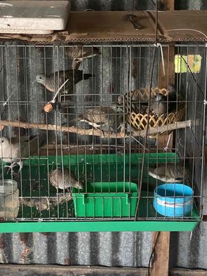 Cu tiểu 50k 1 con, Sáo đá 100k. Mua bán Chim tại Huyện Mỹ Xuyên Sóc Trăng được đăng bởi Nguyễn Trường Giang