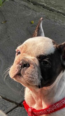 Chó Bull Pháp đực 3 tháng trắng đen