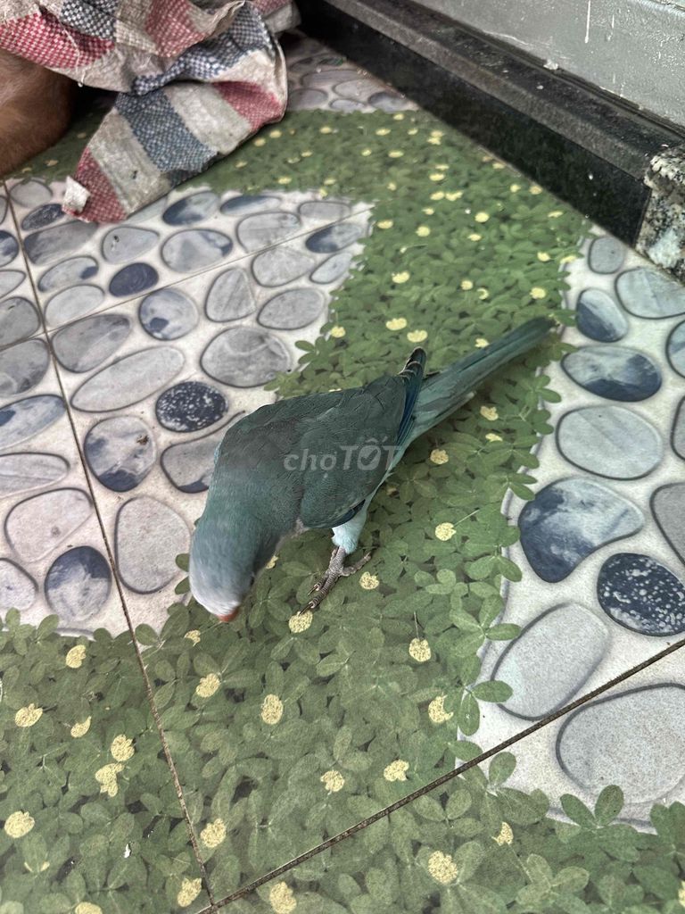 Vẹt Monk blue xanh 3 tháng. Mua bán Chim tại Huyện Củ Chi Tp Hồ Chí Minh được đăng bởi An Phạm hình 1