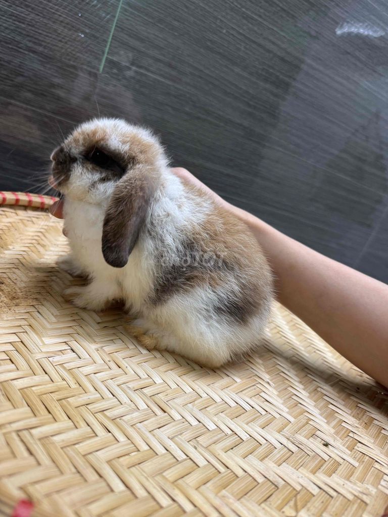 Thỏ Holland Lop đực 1 tháng đã ngừa. Mua bán Thú cưng khác tại Quận Ninh Kiều Cần Thơ được đăng bởi Nông Trại Gu Thích Thú  hình 1