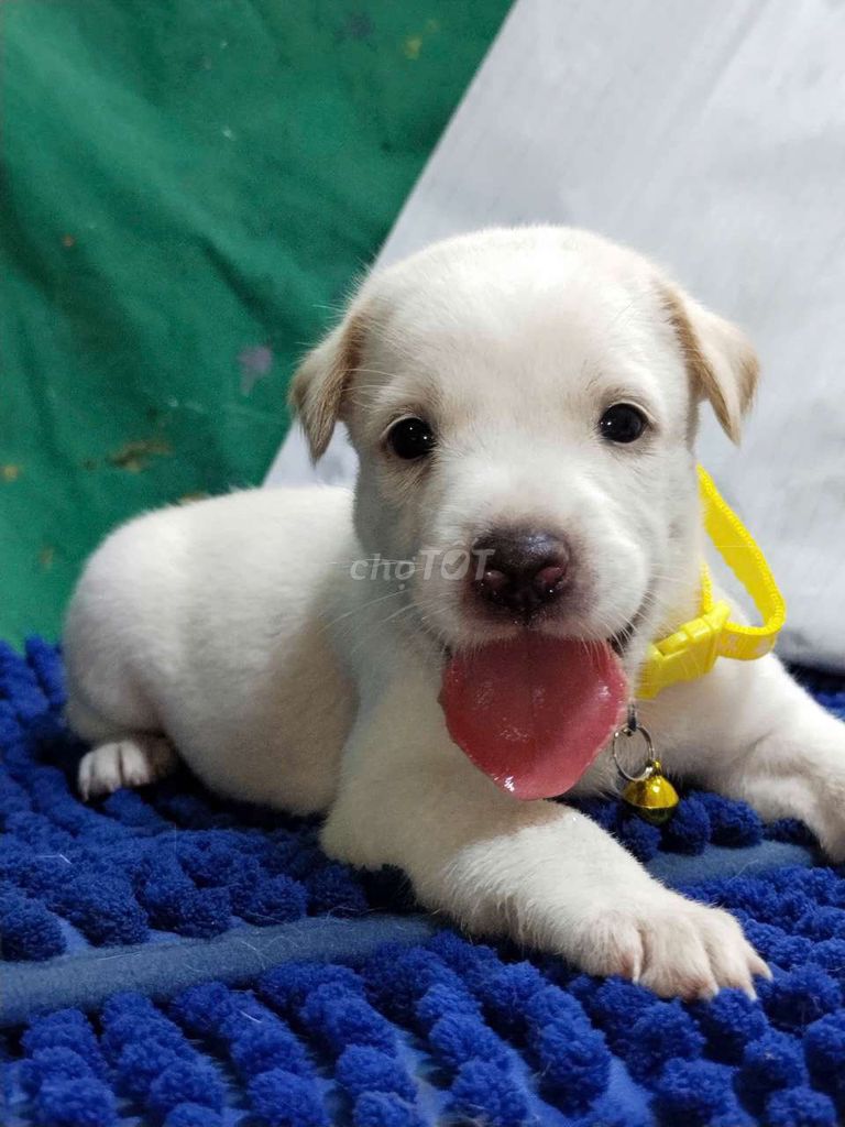 Chó Labrador lai đực màu trắng đáng yêu . Mua bán Chó tại Quận Bình Tân Tp Hồ Chí Minh được đăng bởi Nguyễn Hằng hình 1