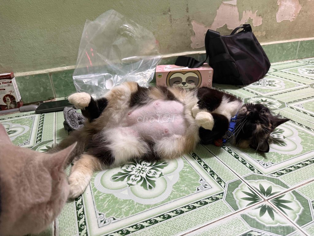 Mèo Tam thể cái trưởng thành. Mua bán Mèo tại Quận Gò Vấp Tp Hồ Chí Minh được đăng bởi Diệp Ngọc Quý hình 1