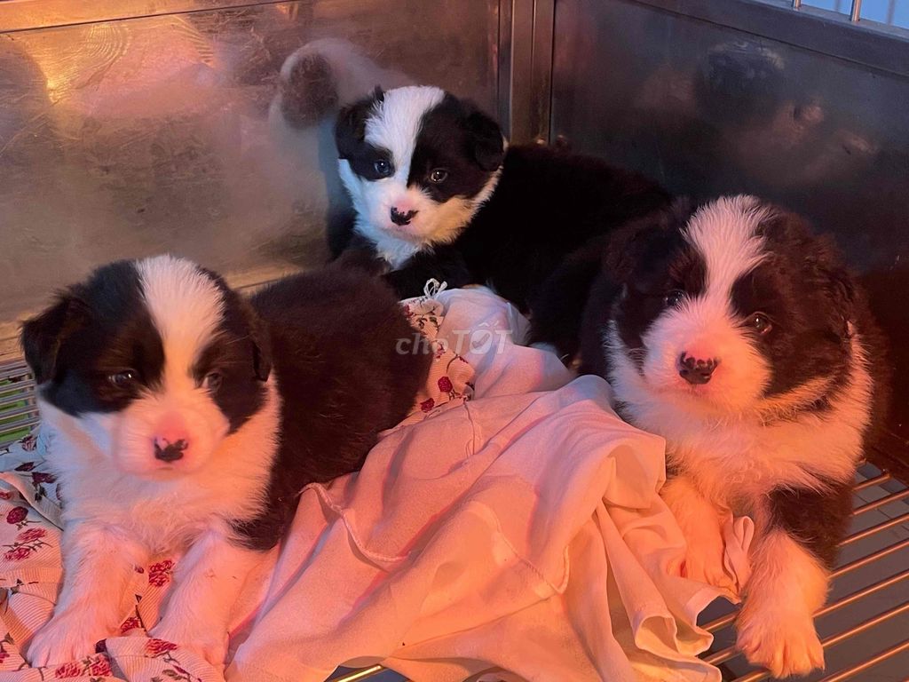 Chó Border Collie giấy tờ rõ ràng bố mẹ nhập FCI. Mua bán Chó tại Huyện Gia Lâm Hà Nội được đăng bởi Thuận Danh Lê Border Collie hình 1