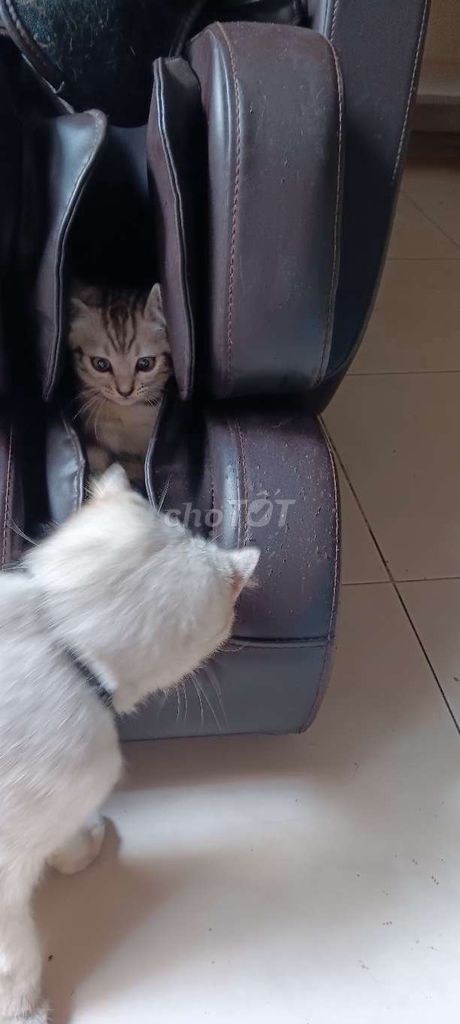 Mèo Anh lông ngắn con màu xám sọc. Mua bán Mèo tại Quận Gò Vấp Tp Hồ Chí Minh được đăng bởi Vu Nguyên hình 2