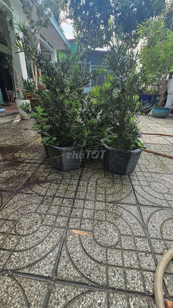 Cây cảnh Tùng La Hán 7 cây. Mua bán Cây cảnh, đồ trang trí tại Thành phố Thủ Dầu Một Bình Dương được đăng bởi A Vỹ hình 1
