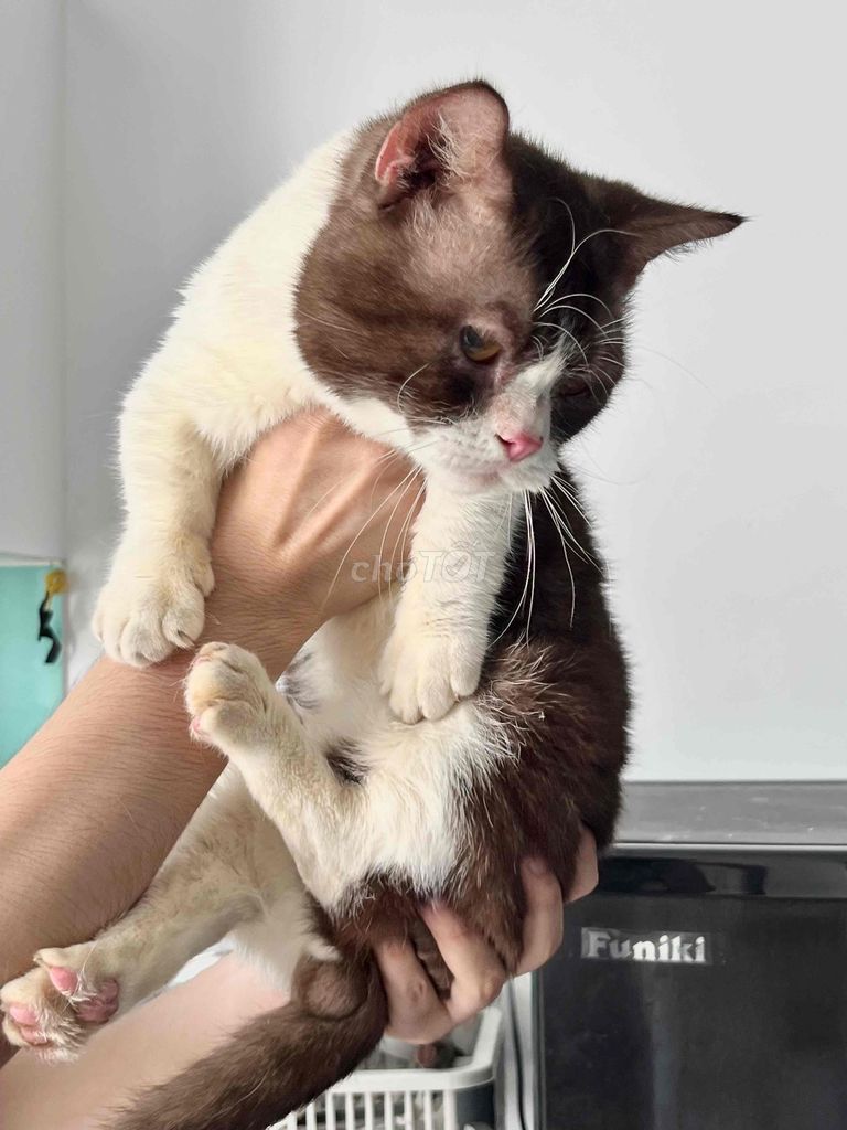 Mèo Aln Bicin Lùn đực Nâu trắng. Mua bán Mèo tại Quận 12 Tp Hồ Chí Minh được đăng bởi Van Kem hình 1