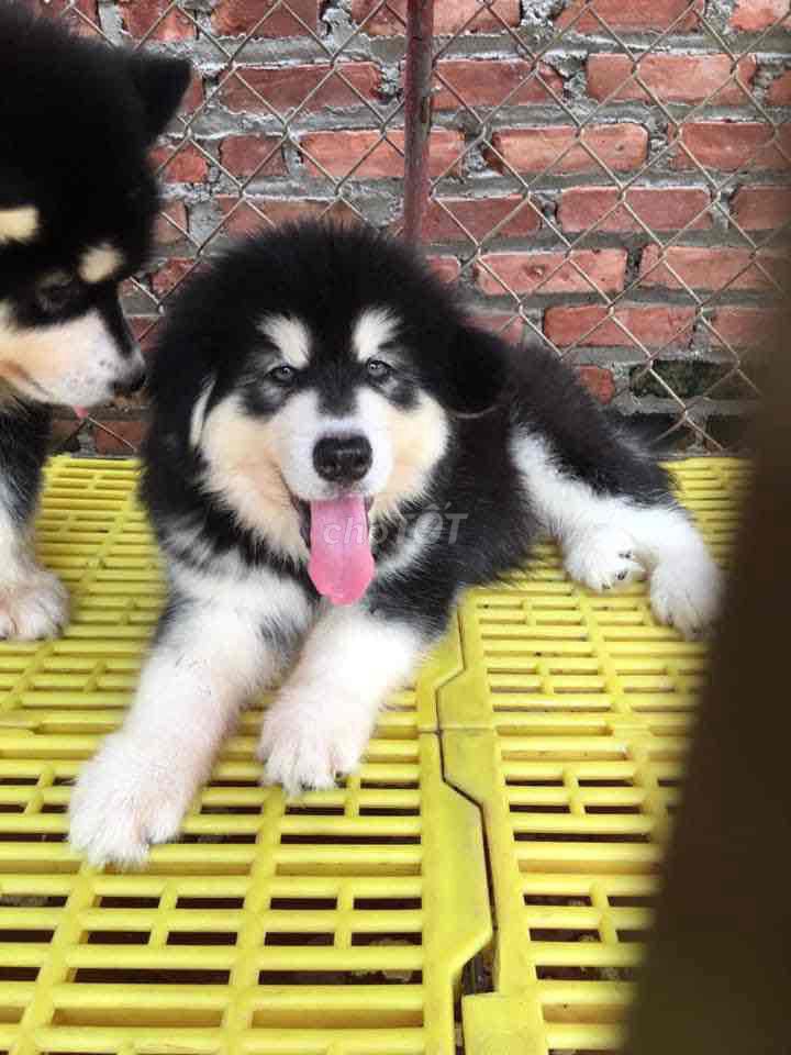 Chó Alaska Đen trắng Sai đại Đã tiêm phòng. Mua bán Chó tại Huyện Phúc Thọ Hà Nội được đăng bởi Thanh Hoa Phan hình 1