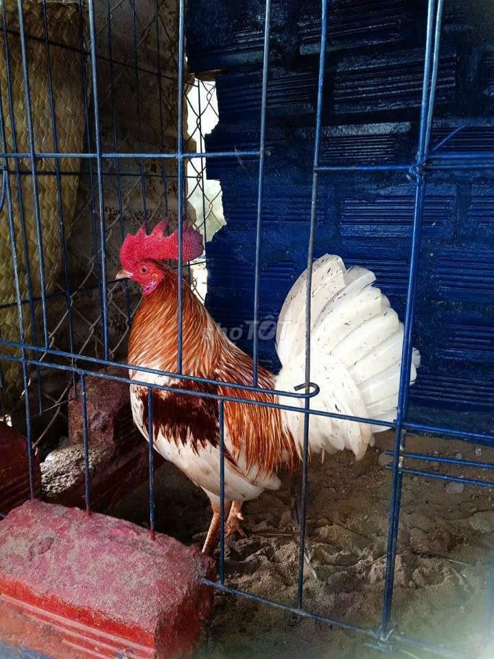 Gà trống Nâu trắng đực. Mua bán Gà tại Quận Bình Tân Tp Hồ Chí Minh được đăng bởi tuan anh hình 1