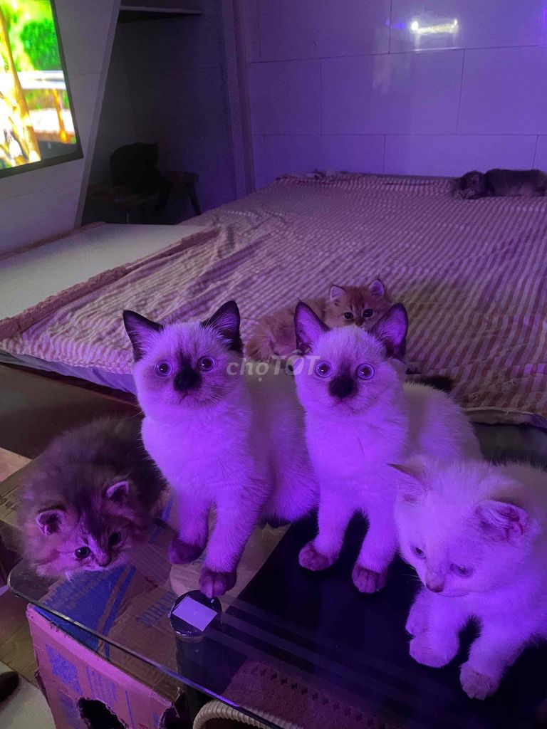 Mèo Anh lông dài/ngắn. Mua bán Mèo tại Quận Bình Tân Tp Hồ Chí Minh được đăng bởi Phương Anh hình 1