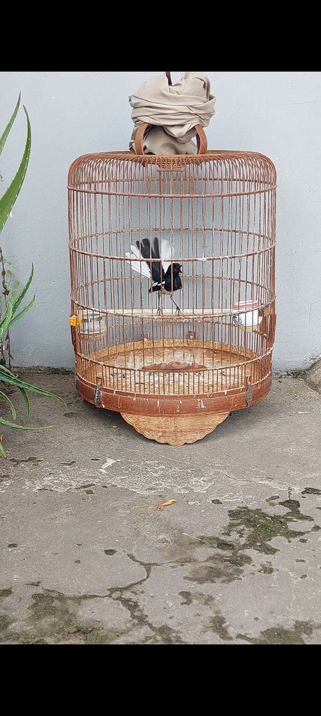 than bổi tuyển ms1663. Mua bán Chim tại Quận Cái Răng Cần Thơ được đăng bởi Nguyễn Nam hình 1