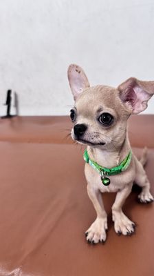 Chó Chihuahua Vàng kem 4.5 tháng đã tiêm 2 mũi