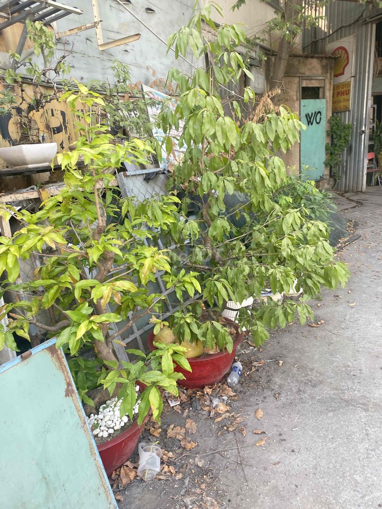 Cây cảnh Bonsai. Mua bán Cây cảnh, đồ trang trí tại Quận 7 Tp Hồ Chí Minh được đăng bởi Enny Le hình 1