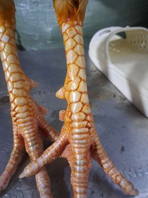 Buom chan trang. Mua bán Gà tại Huyện Phước Long Bạc Liêu được đăng bởi Ngọc Thảo
