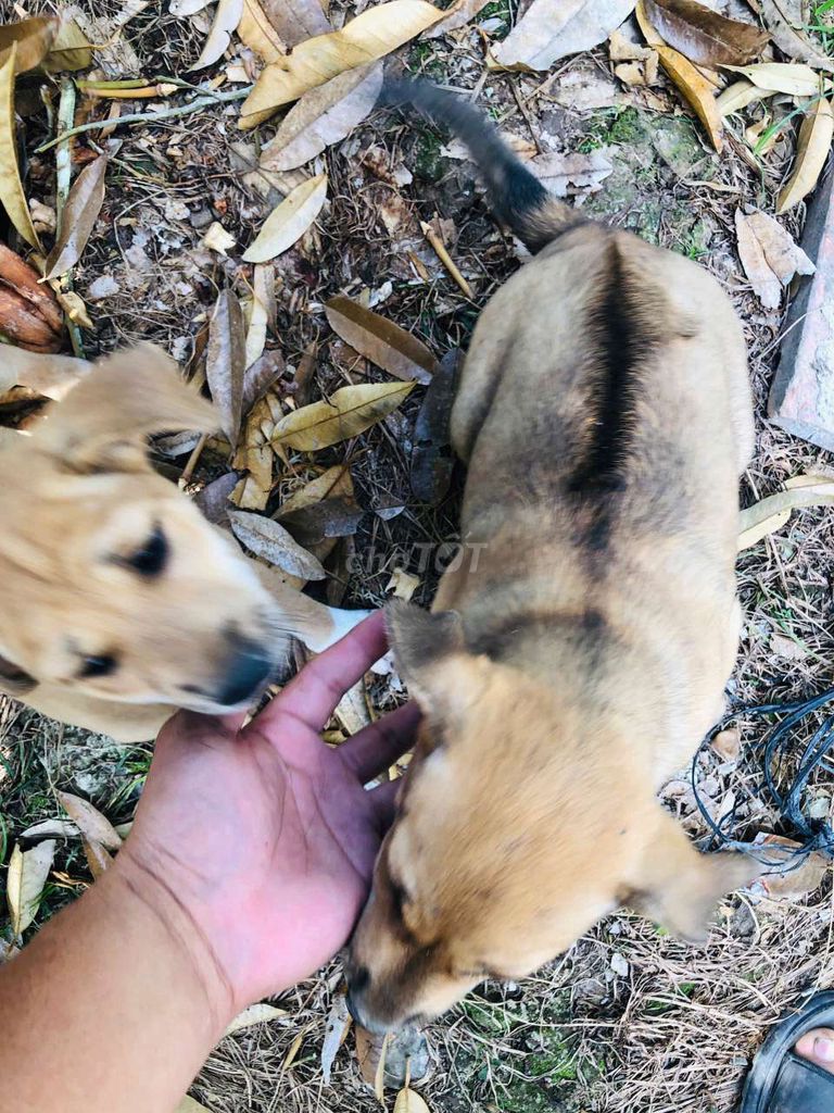 Chó con màu Nâu vàng. Mua bán Chó tại Huyện Long Hồ Vĩnh Long được đăng bởi anh út gà tre hình 1