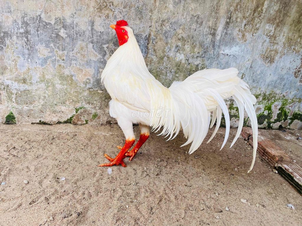 Gà Trắng 2.7kg. Mua bán Gà tại Thành phố Sa Đéc Đồng Tháp được đăng bởi Ht Gà  hình 1