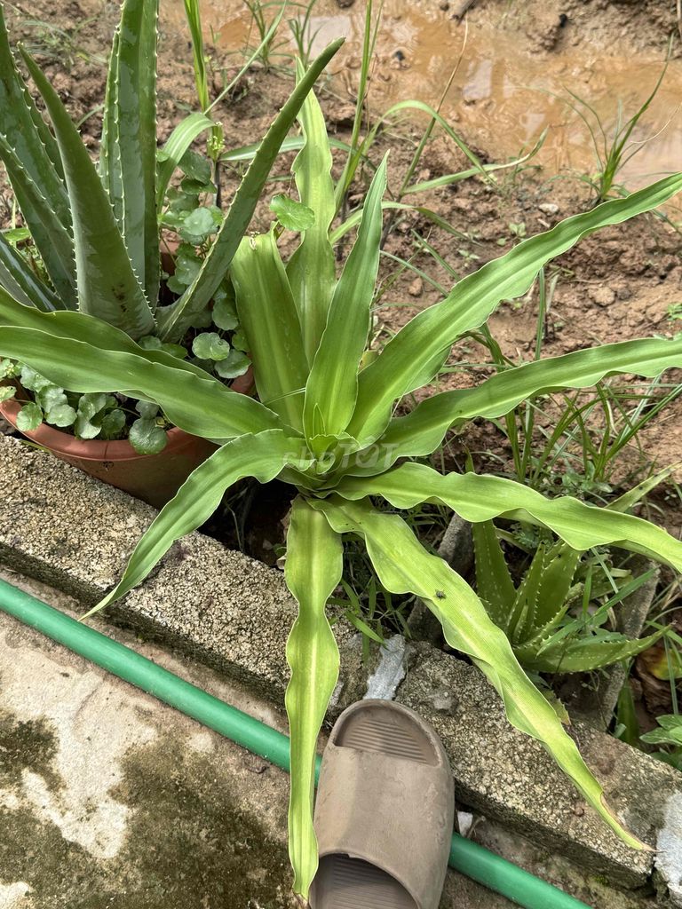 cay trinh nu hoang cung. Mua bán Cây cảnh, đồ trang trí tại undefined undefined được đăng bởi Dang quoc cuong hình 1