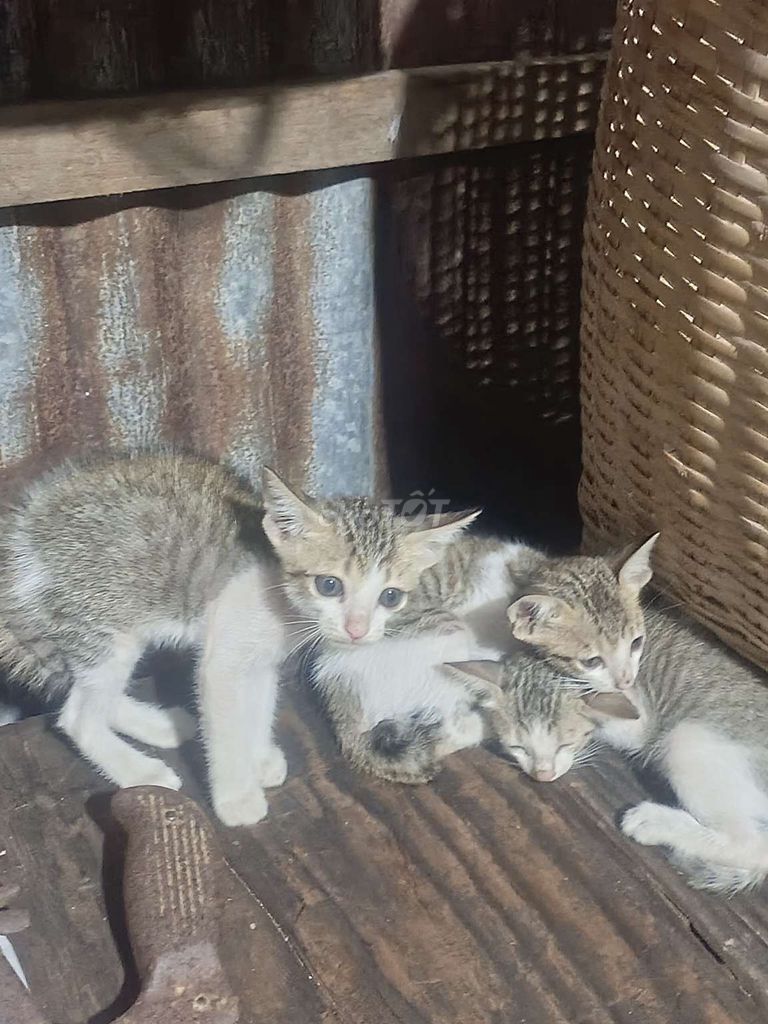 Mèo con Đa sắc Khỏe mạnh. Mua bán Mèo tại Thành phố Bến Tre Bến Tre được đăng bởi danh hình 1