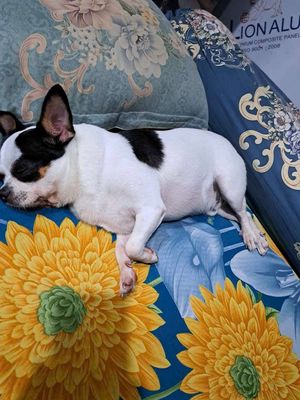 Chihuahua bò sữa. Mua bán Chó tại Thành phố Thuận An Bình Dương được đăng bởi Mỹ Linh